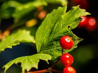 Rote Beeren an einem Gewöhnlichen Schneeball Strauch